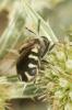  Stratiomys singularior (Harris, 1776)