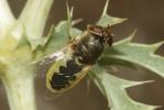  Odontomyia angulata (Panzer, 1798)
