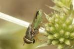  Odontomyia angulata (Panzer, 1798)