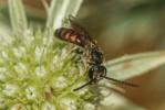  Lasioglossum albipes (Fabricius, 1781)