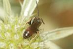  Lasioglossum albipes (Fabricius, 1781)
