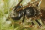  Lasioglossum albipes (Fabricius, 1781)