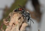  Lasioglossum nigripes (Lepeletier, 1841)