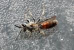  Lasioglossum nigripes (Lepeletier, 1841)