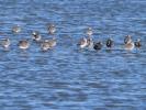 Barge à queue noire Limosa limosa (Linnaeus, 1758)
