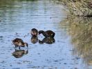 Poule-d'eau, Gallinule poule-d'eau Gallinula chloropus (Linnaeus, 1758)