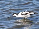 Avocette élégante Recurvirostra avosetta Linnaeus, 1758