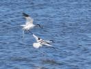 Avocette élégante Recurvirostra avosetta Linnaeus, 1758