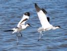 Avocette élégante Recurvirostra avosetta Linnaeus, 1758