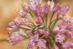  Lasioglossum Curtis, 1833