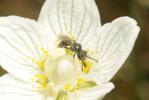  Lasioglossum Curtis, 1833
