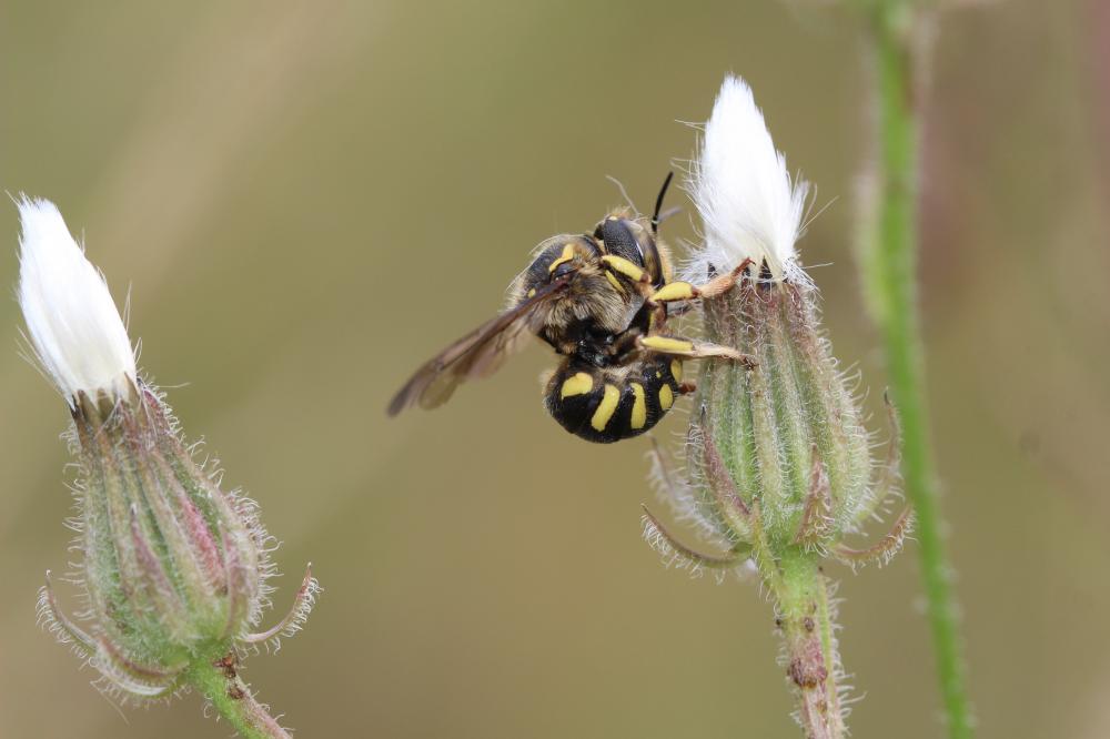  Anthidium florentinum (Fabricius, 1775)