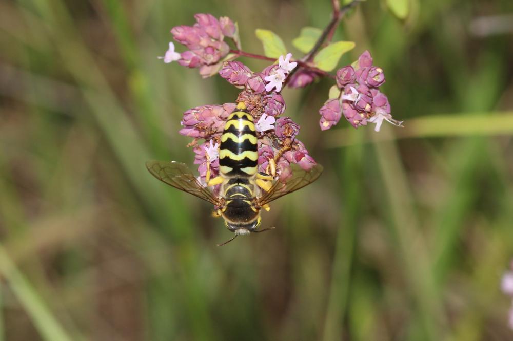 Bembix rostrata (Linnaeus, 1758)