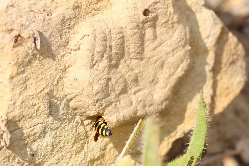  Celonites abbreviatus (Villers, 1789)
