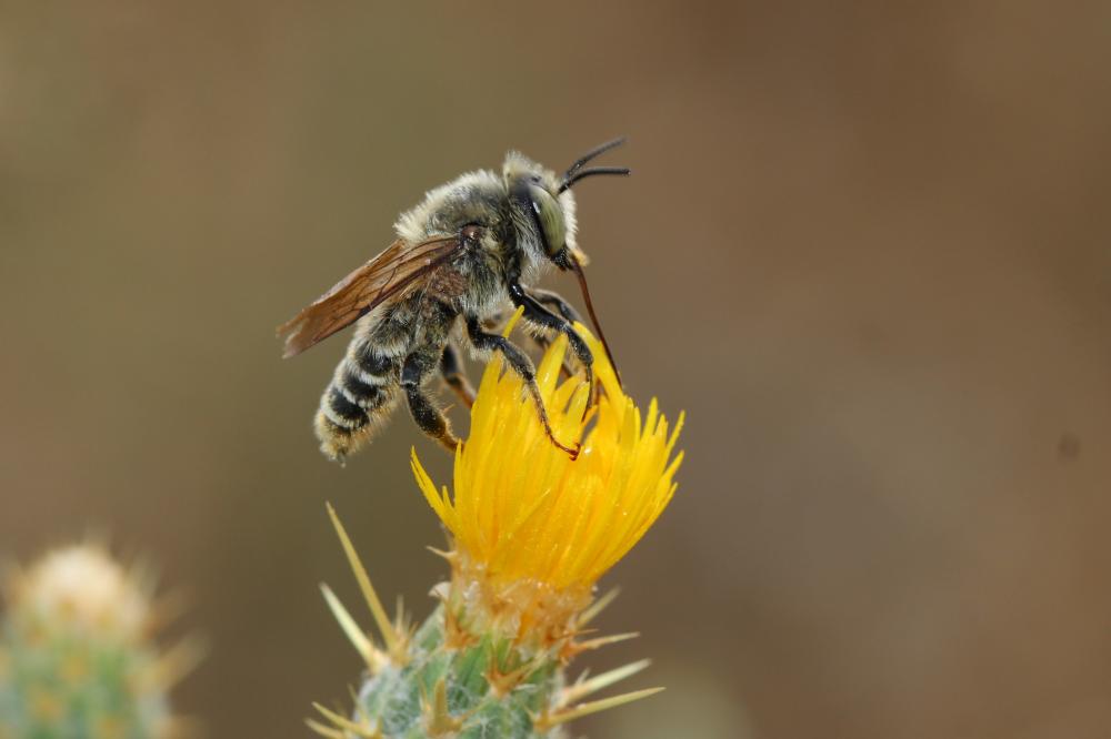  Lithurgus chrysurus Fonscolombe, 1834