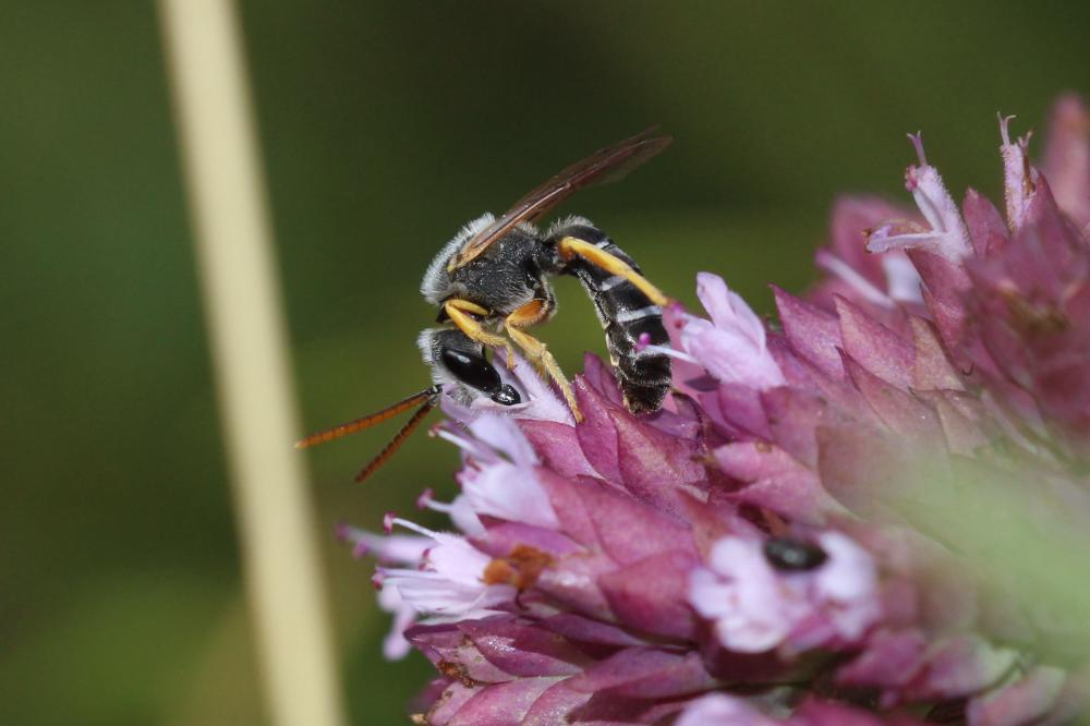  Halictus compressus (Walckenaer, 1802)