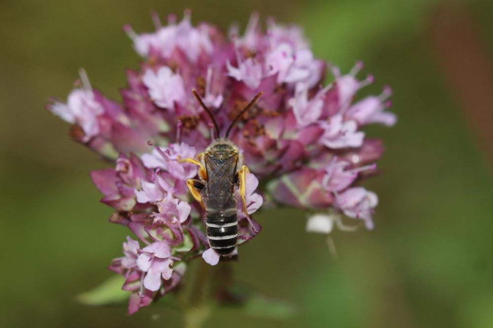  Halictus compressus (Walckenaer, 1802)