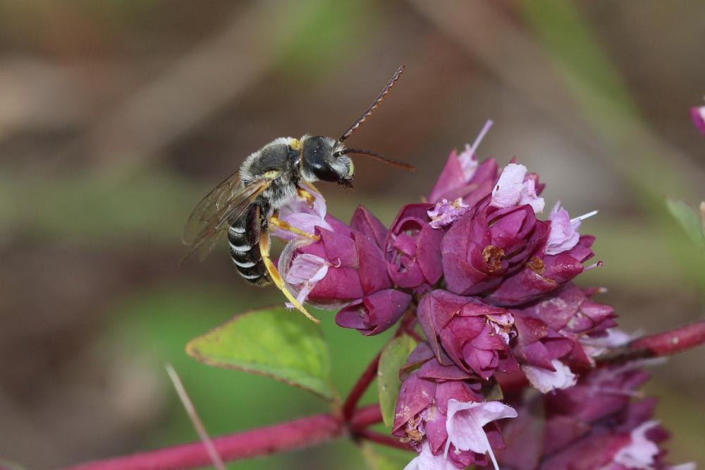  Halictus compressus (Walckenaer, 1802)