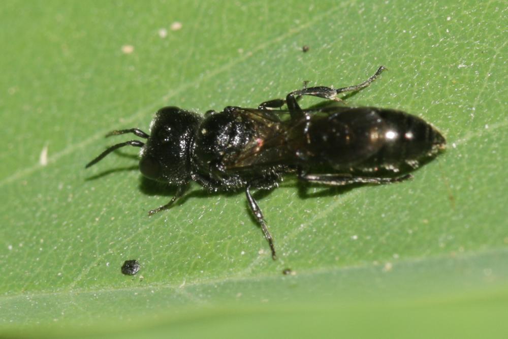 Crossocerus Lepeletier de Saint Fargeau & Brullé, 1835