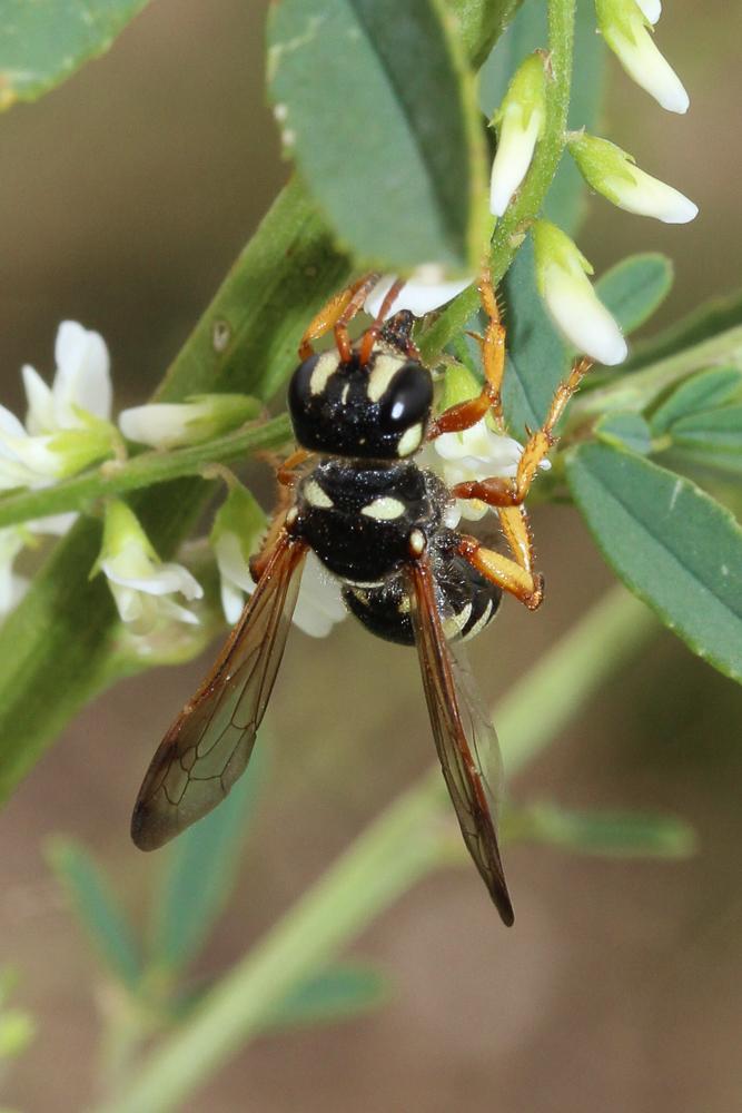 Cerceris interrupta (Panzer, 1799)