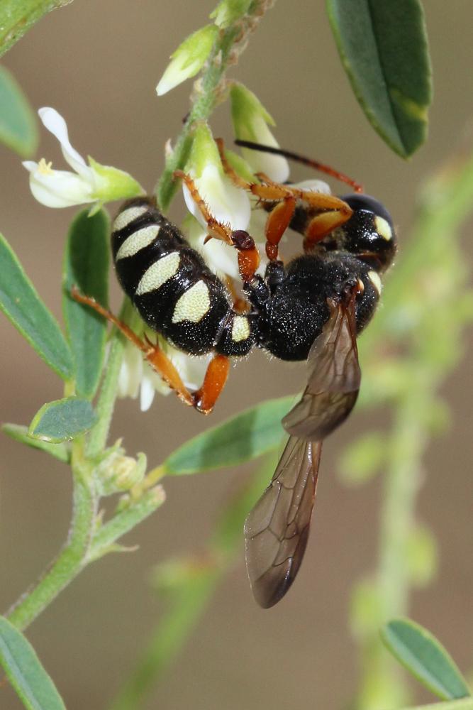 Cerceris interrupta (Panzer, 1799)