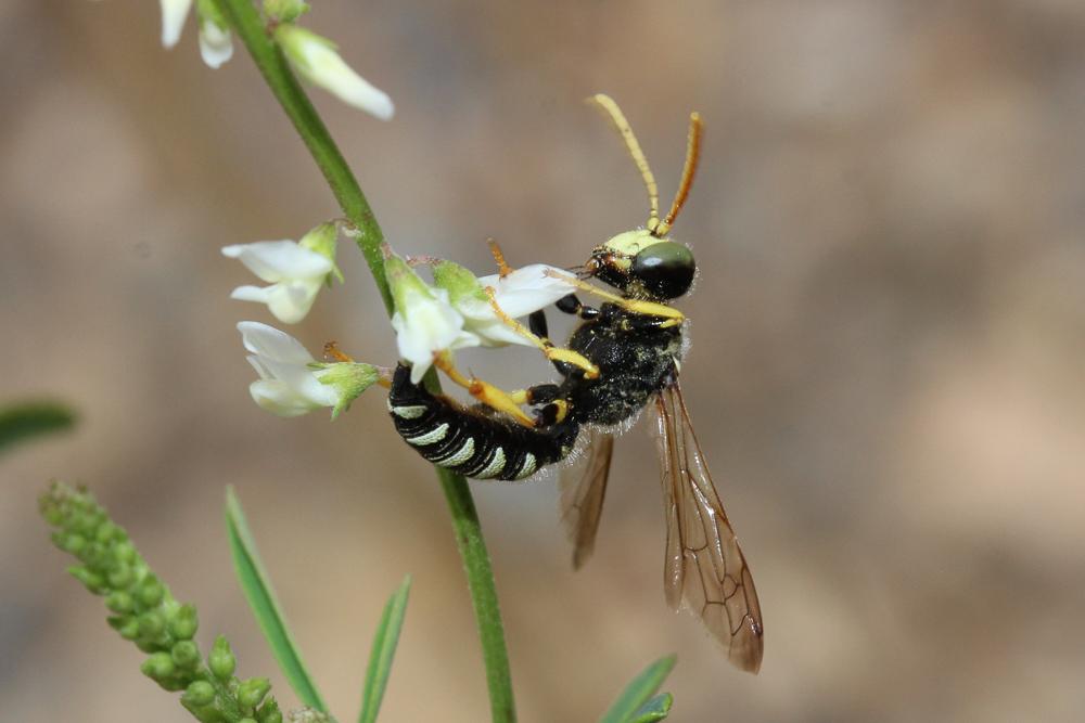  Cerceris flavicornis Brullé, 1833