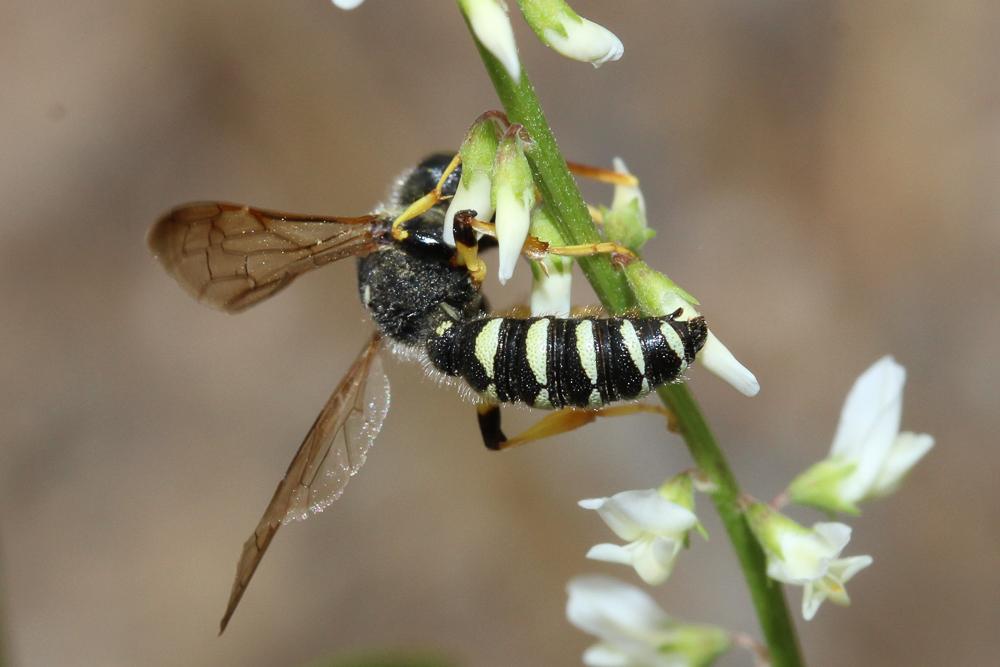 Cerceris flavicornis Brullé, 1833