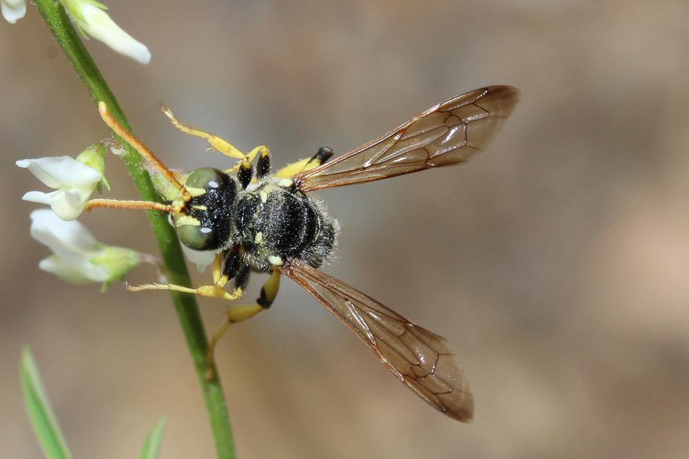 Cerceris flavicornis Brullé, 1833