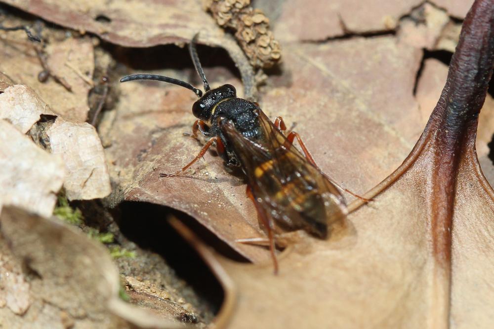  Argogorytes mystaceus (Linnaeus, 1760)