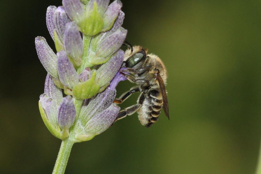 Megachile pilidens Alfken, 1924