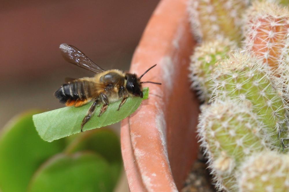 Megachile willughbiella (Kirby, 1802)