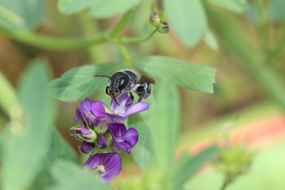 Osmia caerulescens (Linnaeus, 1758)