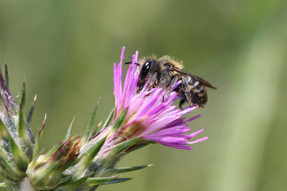 Osmia melanogaster Spinola, 1808
