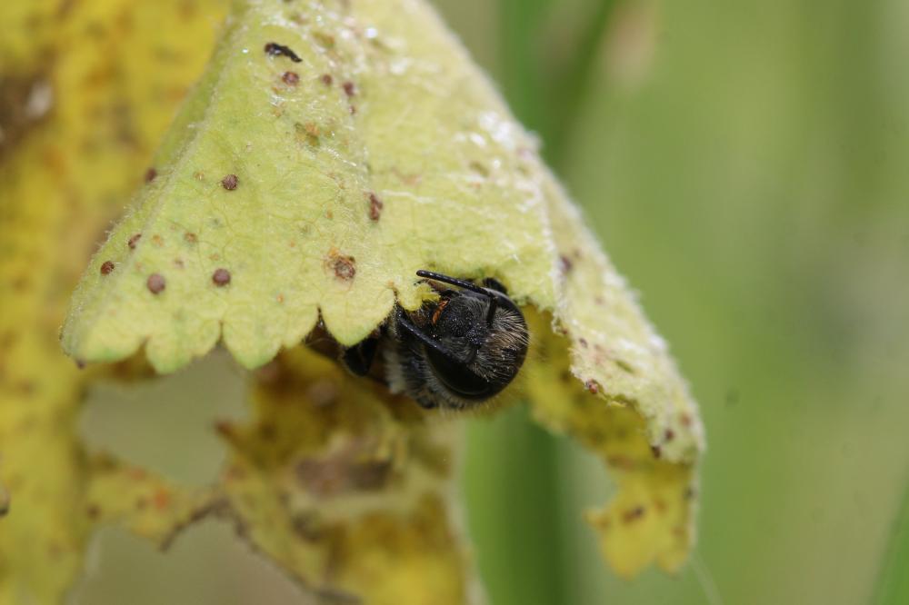 Osmia melanogaster Spinola, 1808