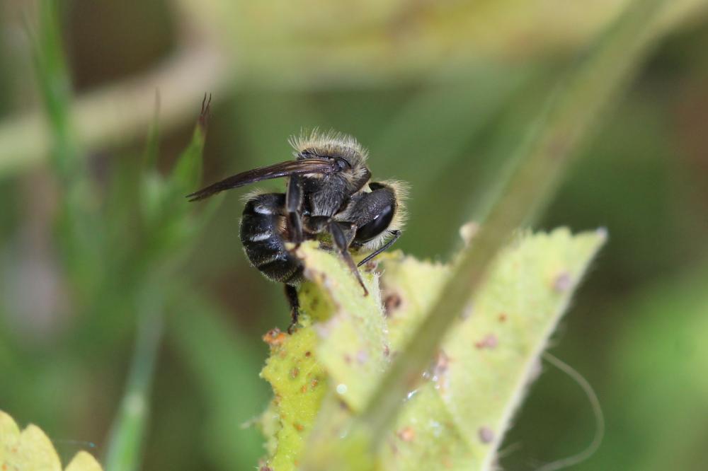  Osmia melanogaster Spinola, 1808
