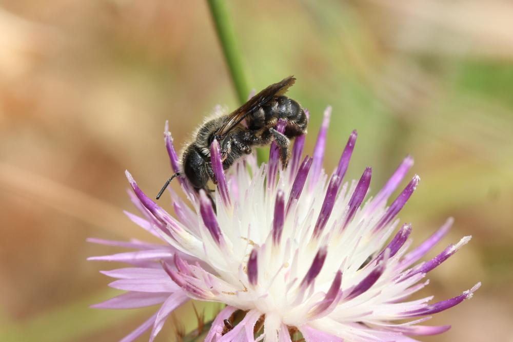  Osmia melanogaster Spinola, 1808