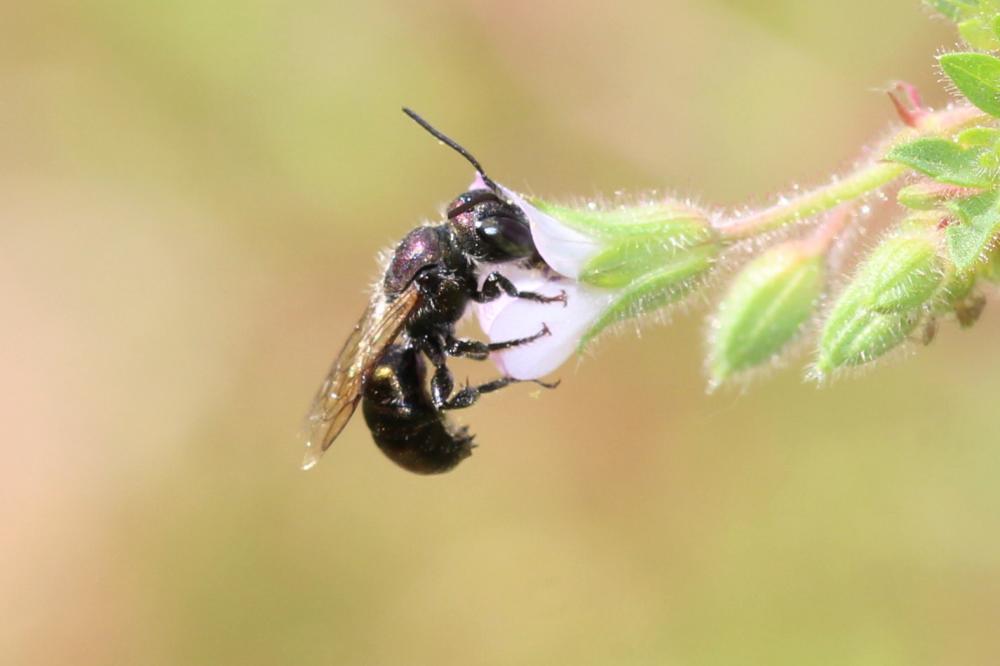  Osmia submicans Morawitz, 1870
