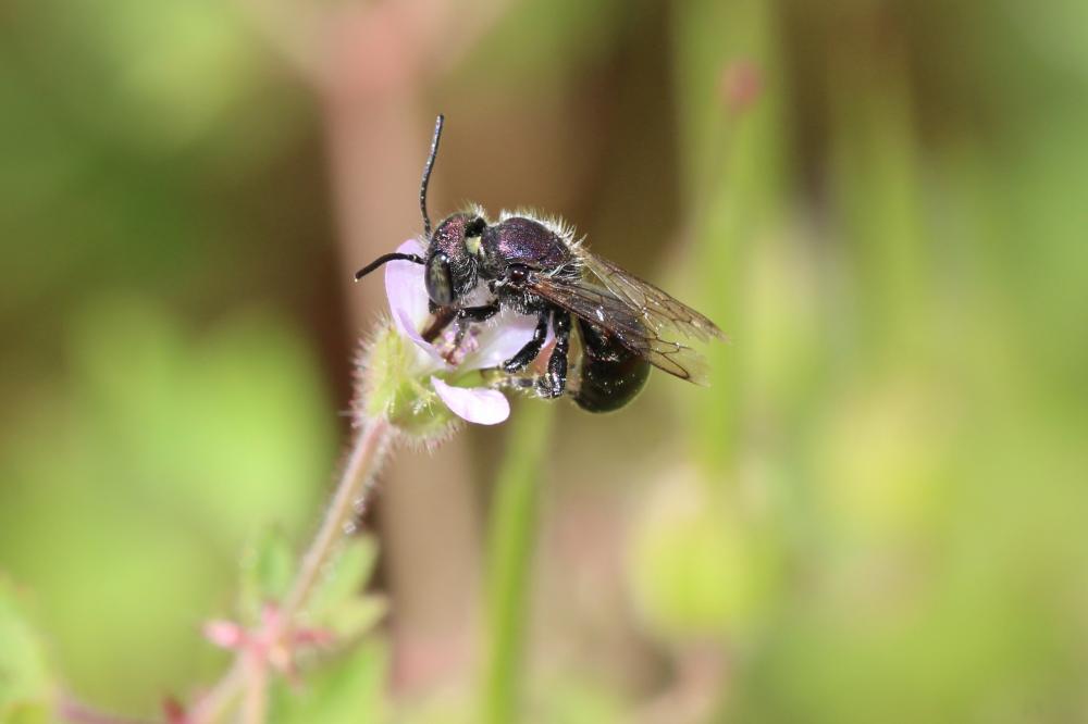  Osmia submicans Morawitz, 1870