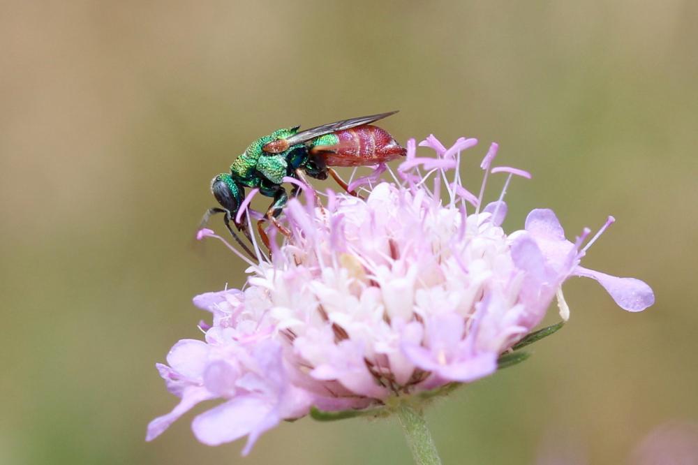  Parnopes grandior (Pallas, 1771)