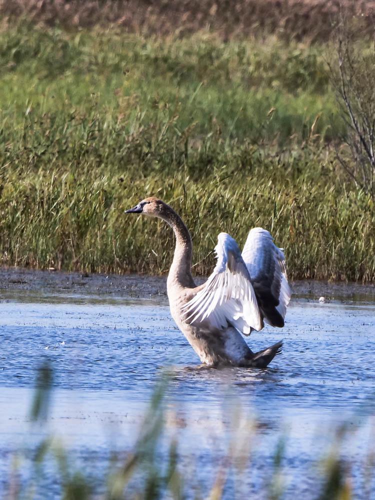 Cygne tuberculé Cygnus olor (Gmelin, 1803)