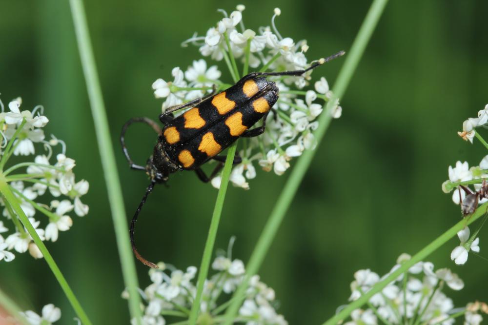 Leptura quadrifasciata Linnaeus, 1758