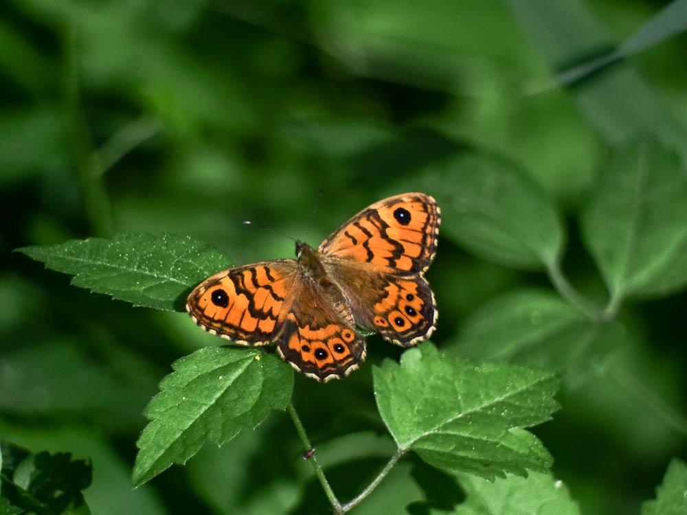 Mégère (La), Satyre (Le) Lasiommata megera (Linnaeus, 1767)