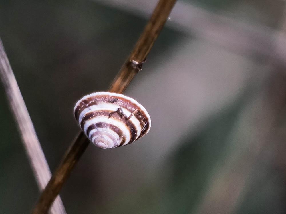 Troque élégante Trochoidea elegans (Gmelin, 1791)