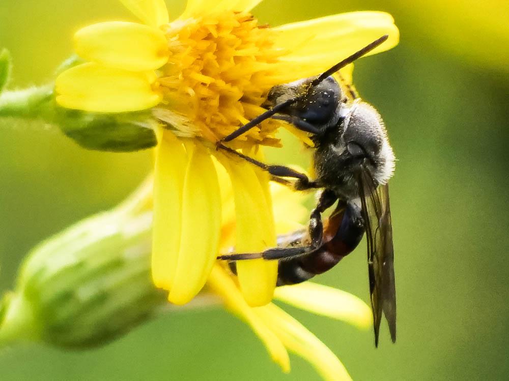  Lasioglossum nigripes (Lepeletier, 1841)