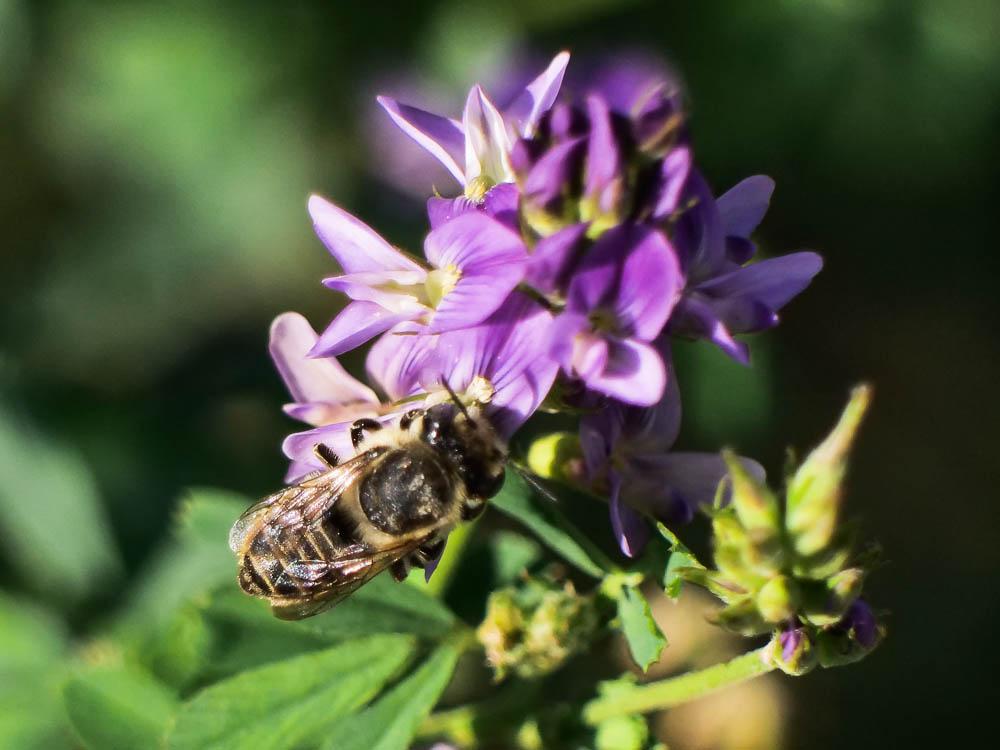 Megachile pilidens Alfken, 1924