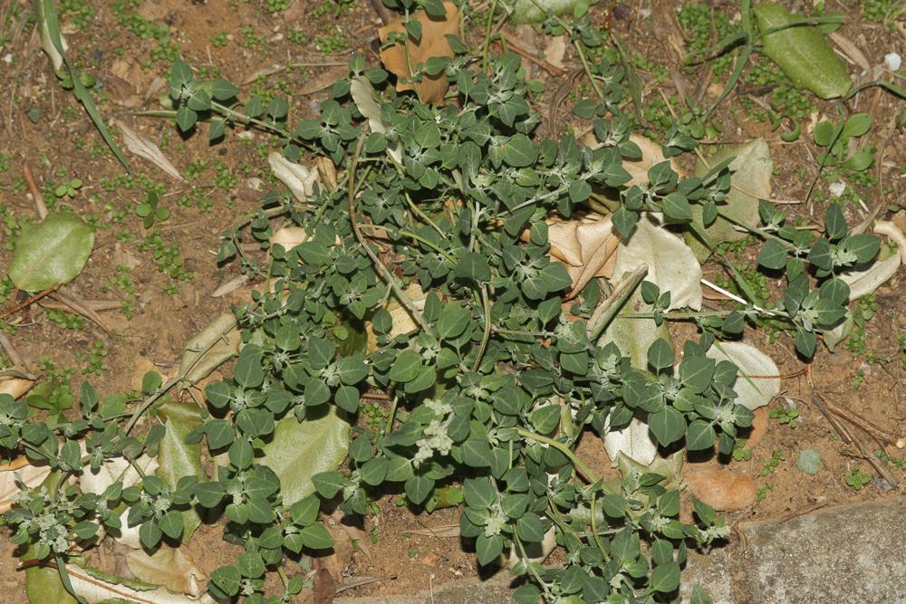 Chénopode fétide, Chénopode puant Chenopodium vulvaria L., 1753