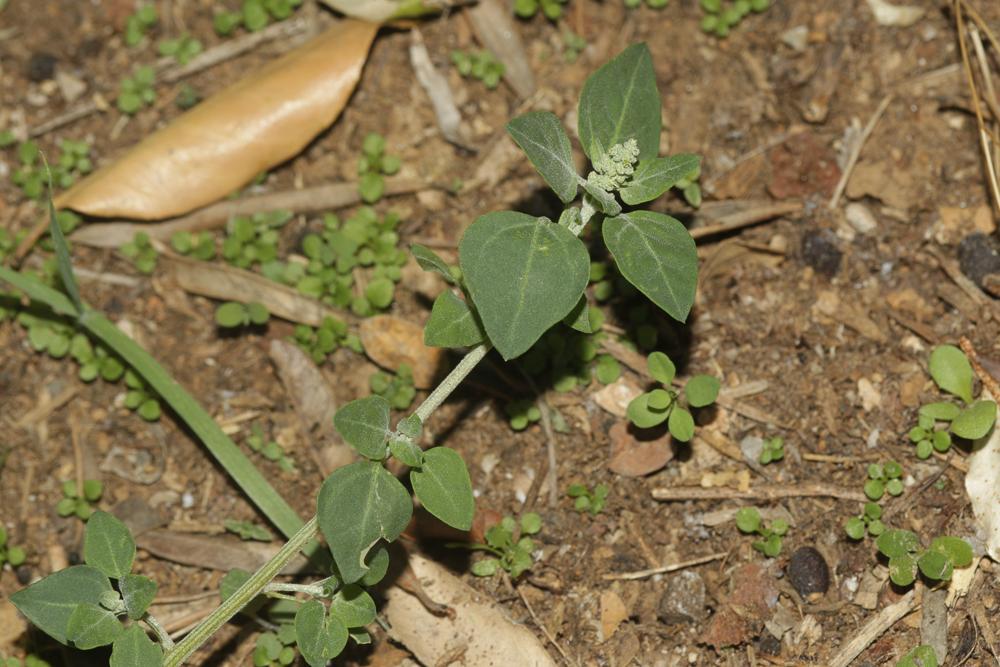 Chénopode fétide, Chénopode puant Chenopodium vulvaria L., 1753