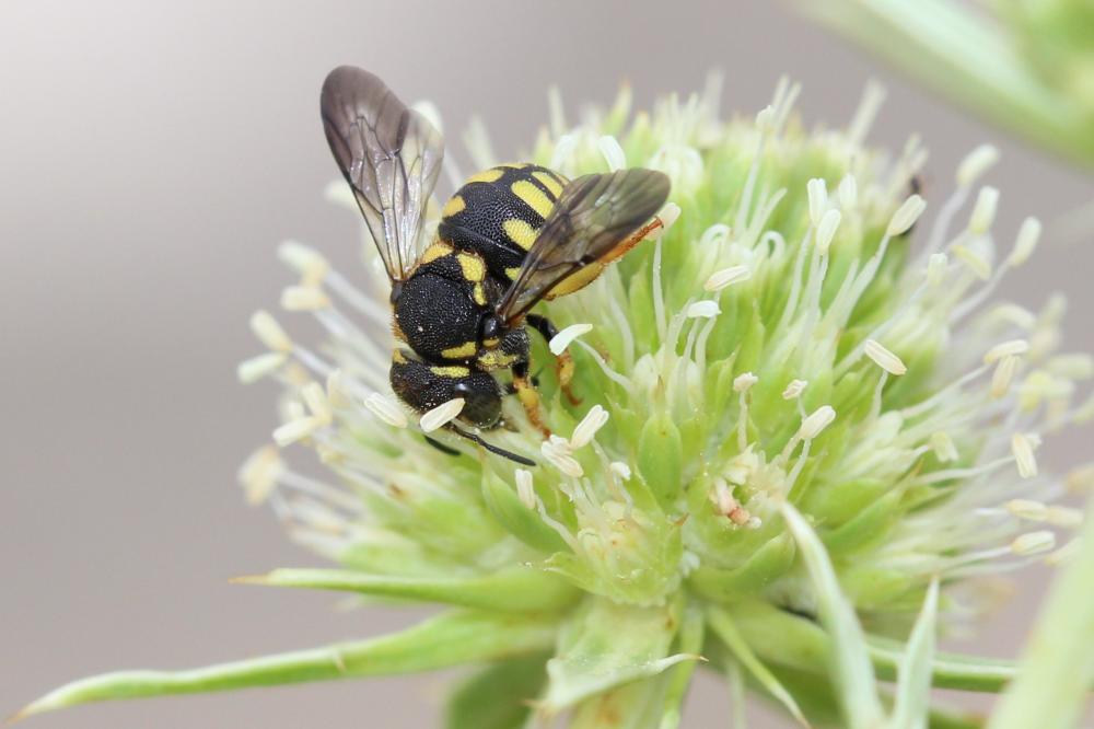 Anthidiellum strigatum (Panzer, 1805)