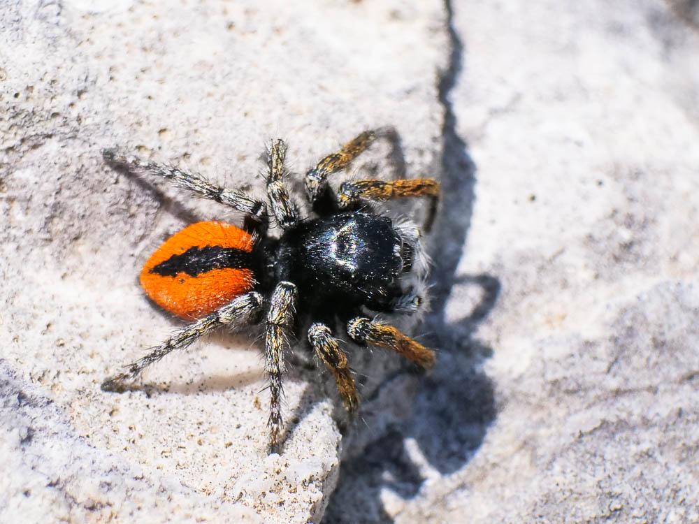 Saltique sanguinolent Philaeus chrysops (Poda, 1761)