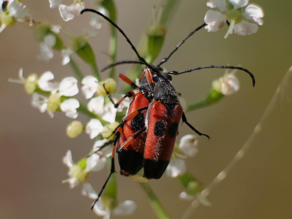 Nustera distigma (Charpentier, 1825)